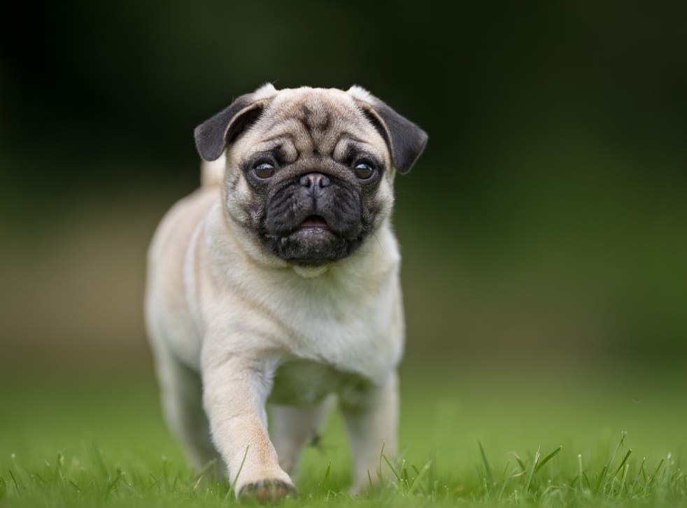 <p>Pugs are a flat-faced breed</p>