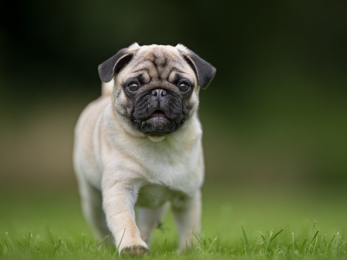 Pugs 'no longer considered a typical dog' due to high health risks ...