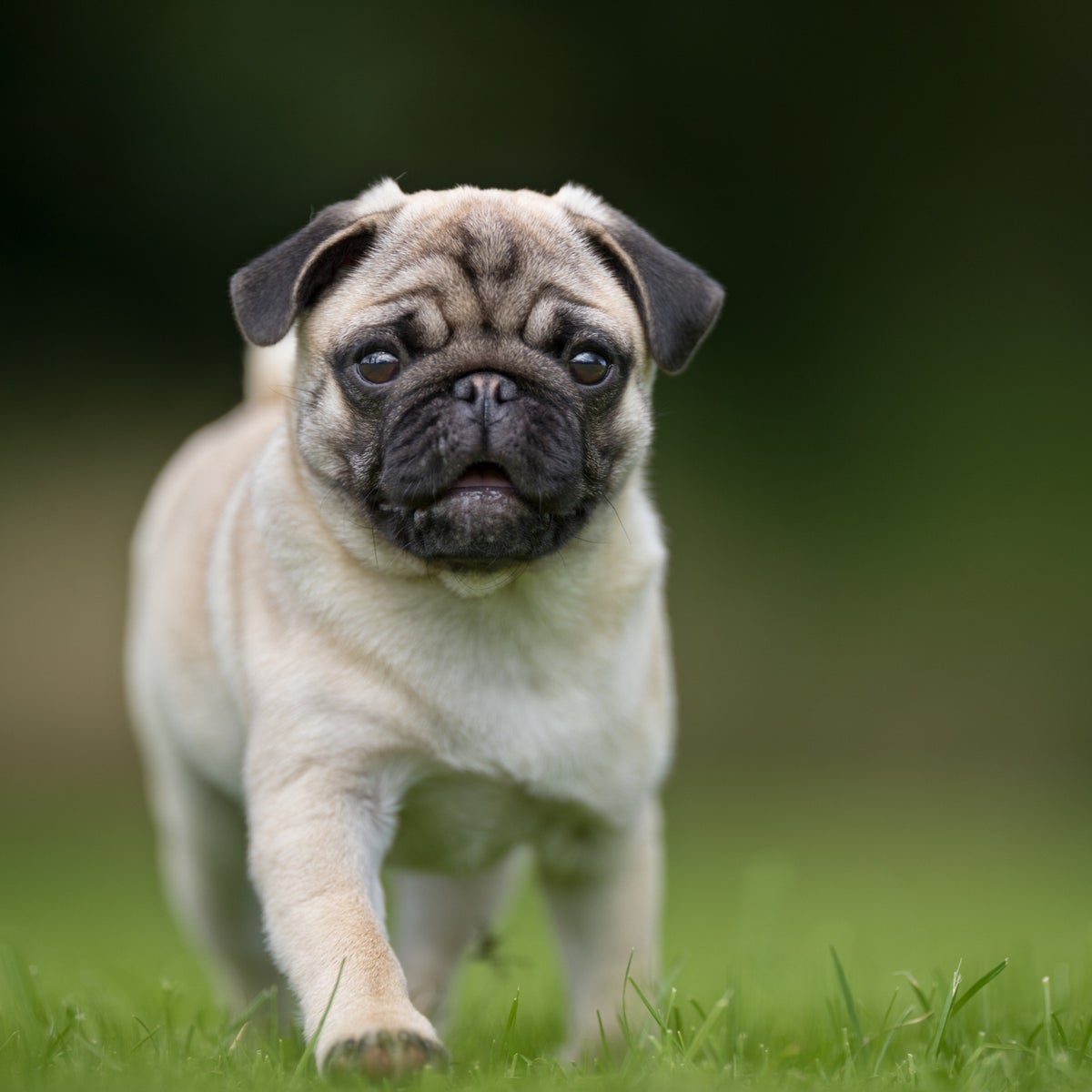 Pugs 'no longer considered typical dog' due to high health risks ...