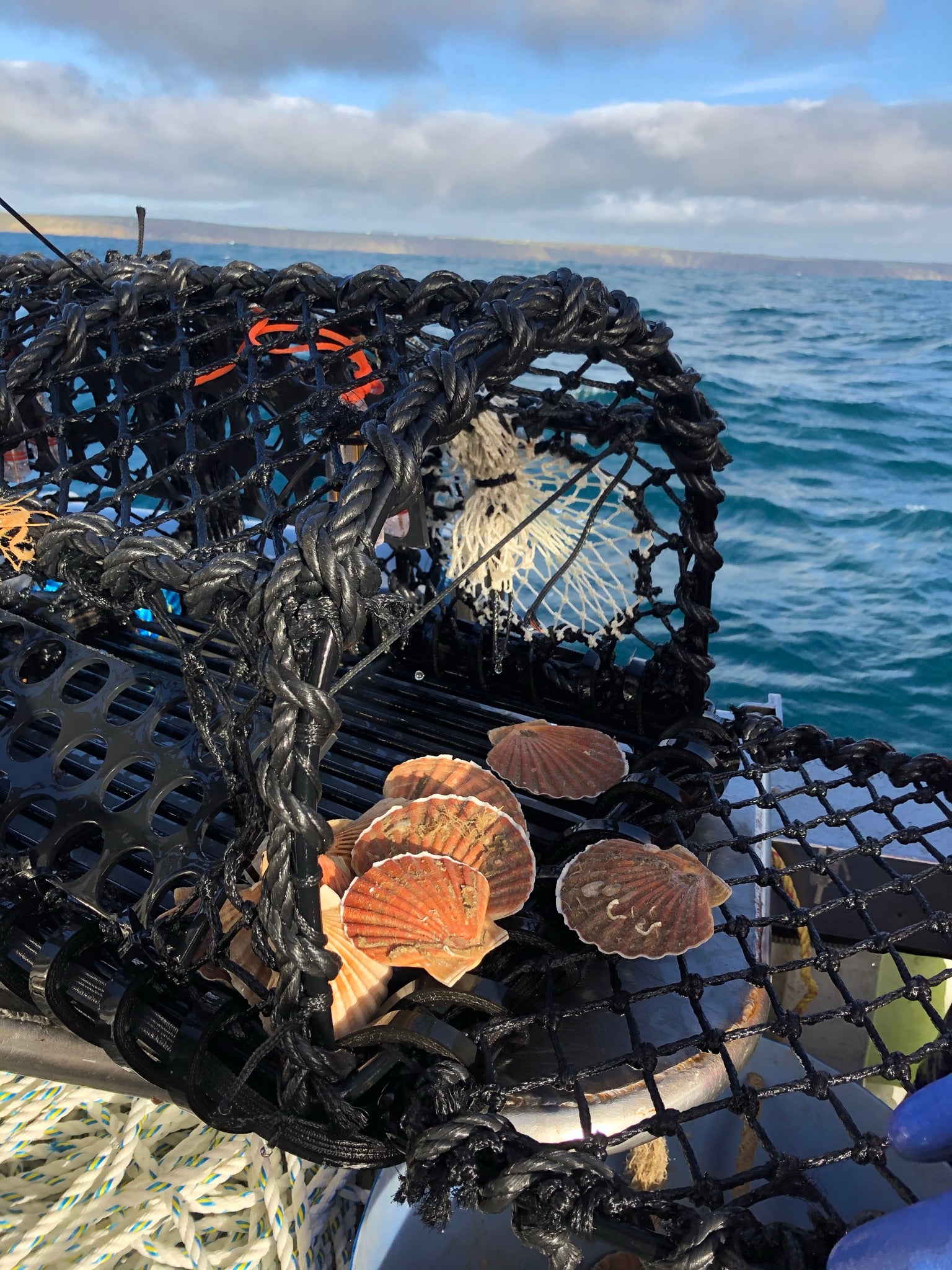 Scallops caught during the PotLight trials (Simon Hird /Fishtek Marine/PA)