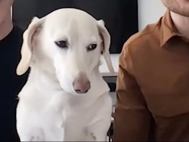 <p>The white dachshund has became a satirical LGBT+ meme</p>