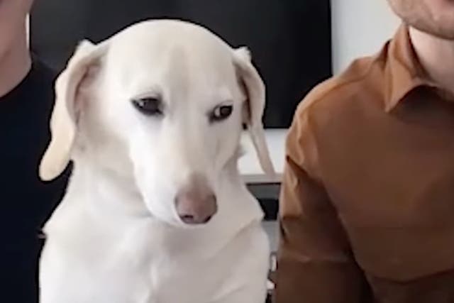 <p>The white dachshund has became a satirical LGBT+ meme</p>