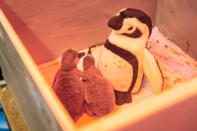 Penguin chicks under heat lamps at ZSL London Zoo (ZSL/PA)