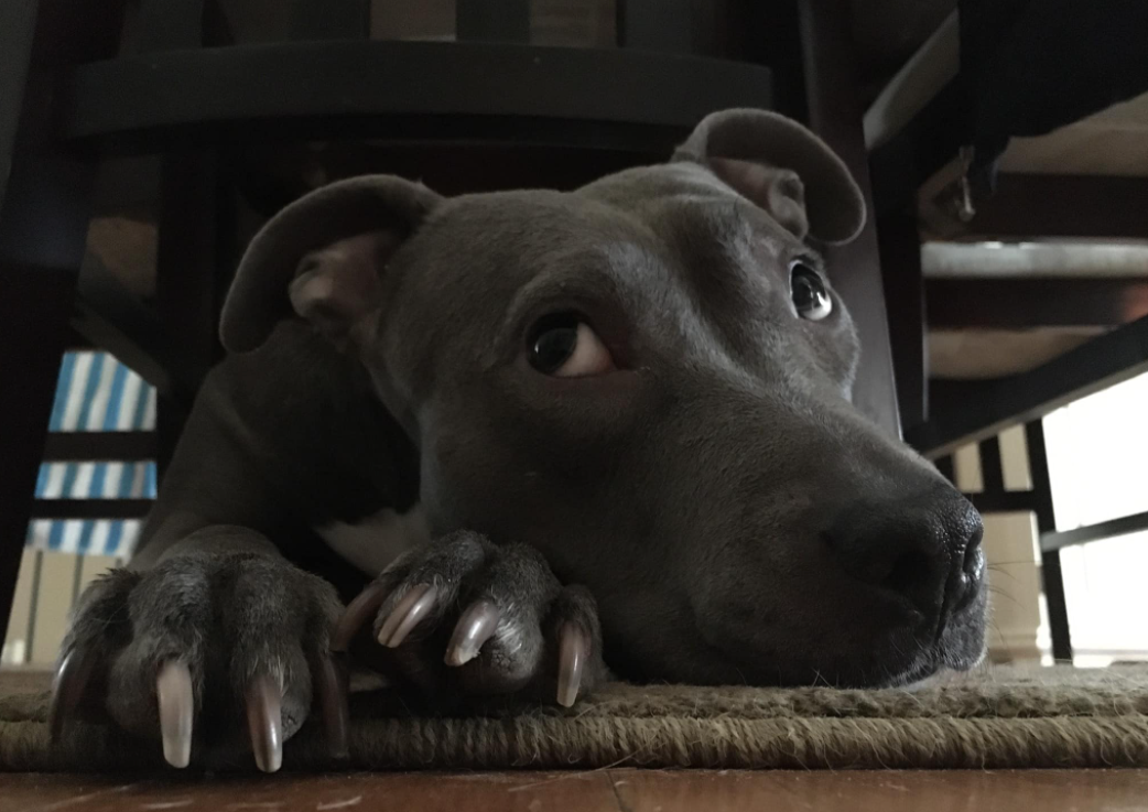 Skyy, Erin Stevenson’s Staffordshire Bull Terrier, was playing with his owner in their backyard when he accidentally head-butted her on the chin