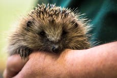 Police investigating after hedgehog found taped to lamppost 