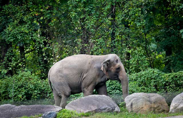 <p>In this 2 October 2018 file photo, Bronx Zoo elephant ’Happy’ strolls inside the zoo’s Asia Habitat in New York</p>