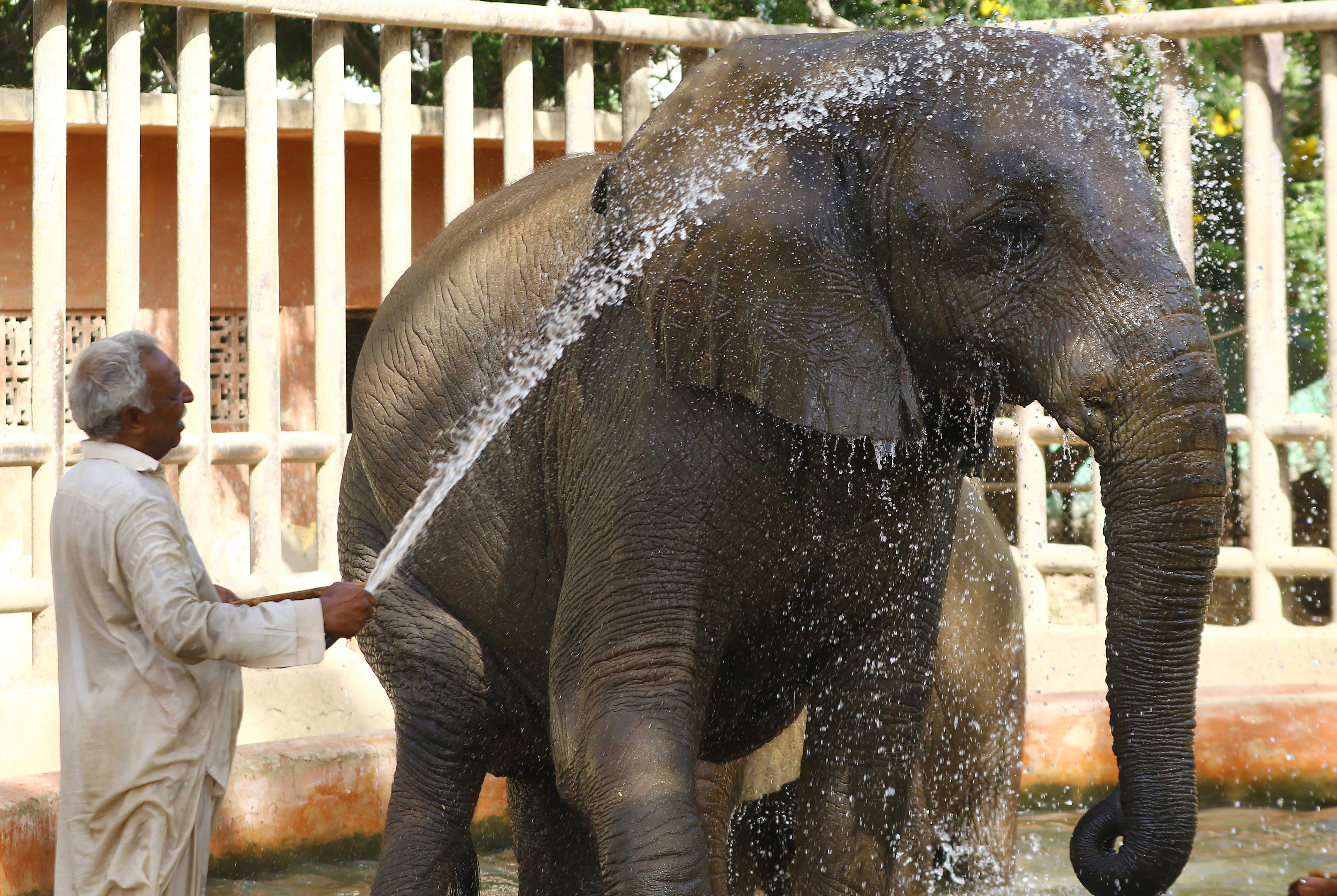 An elephant cools off at a zoo in Karachi, Pakistan, on Friday