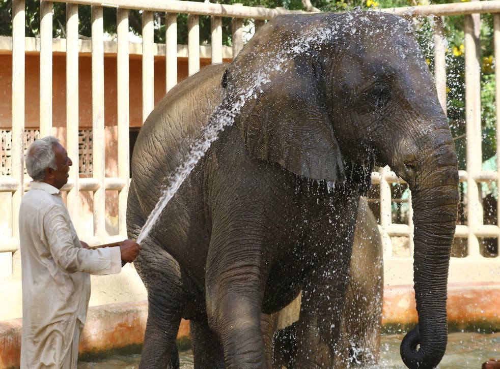 <p>An elephant cools off at a zoo in Karachi, Pakistan, on Friday</p>