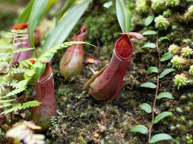 <p>Two species of the Nepenthes genus (pictured) are endemic to Cambodia</p>