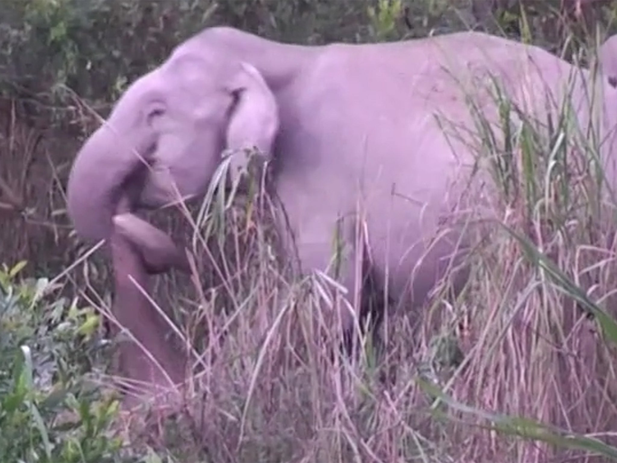 Sseveral female elephants were seen dragging dead young
