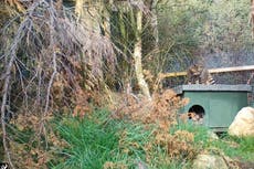 Wildcats set to save species from extinction born at wildlife park