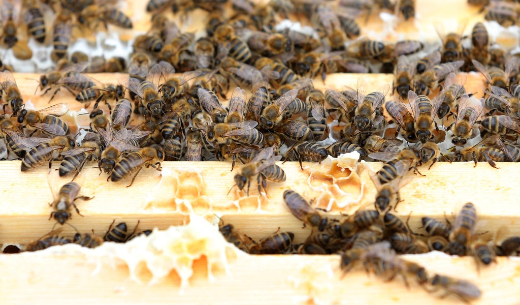 World Bee Day: A British beekeeper’s guide to protecting the essential insects