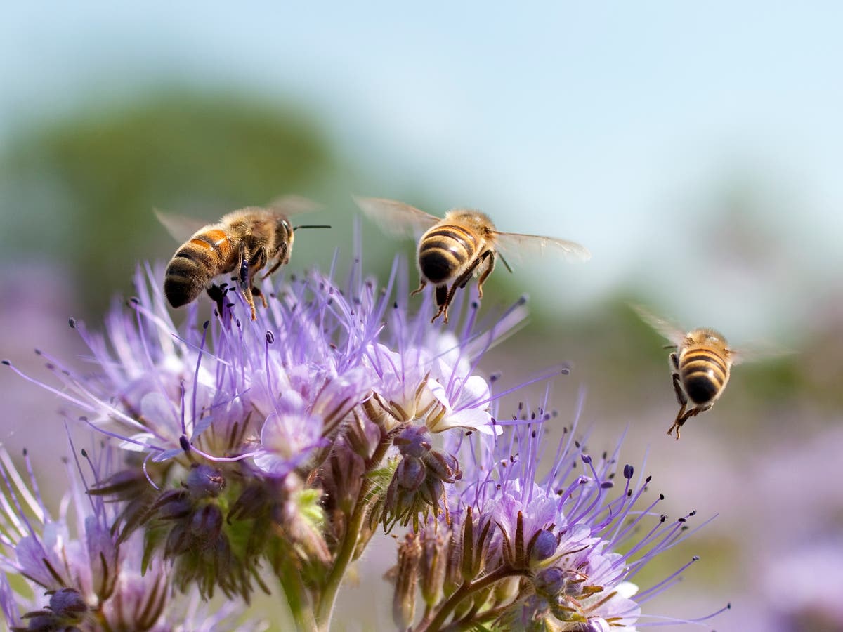 World Bee Day: A British beekeeper’s guide to protecting the insect