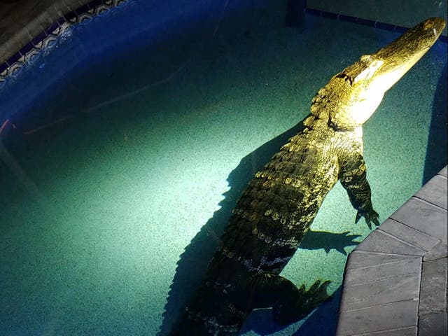 <p>The alligator broke into a family home on Monday night</p>
