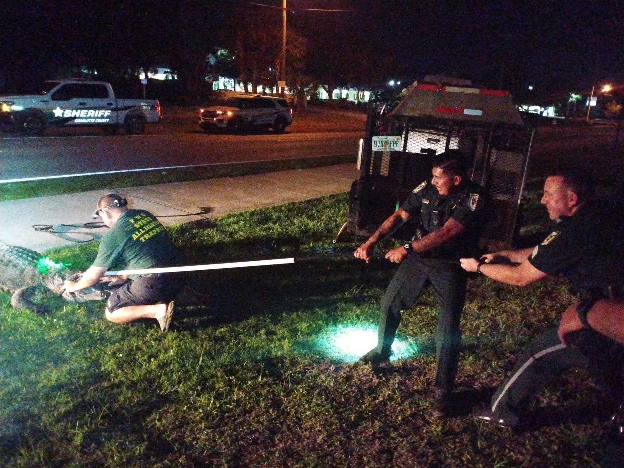 The alligator was caught by multiple agencies