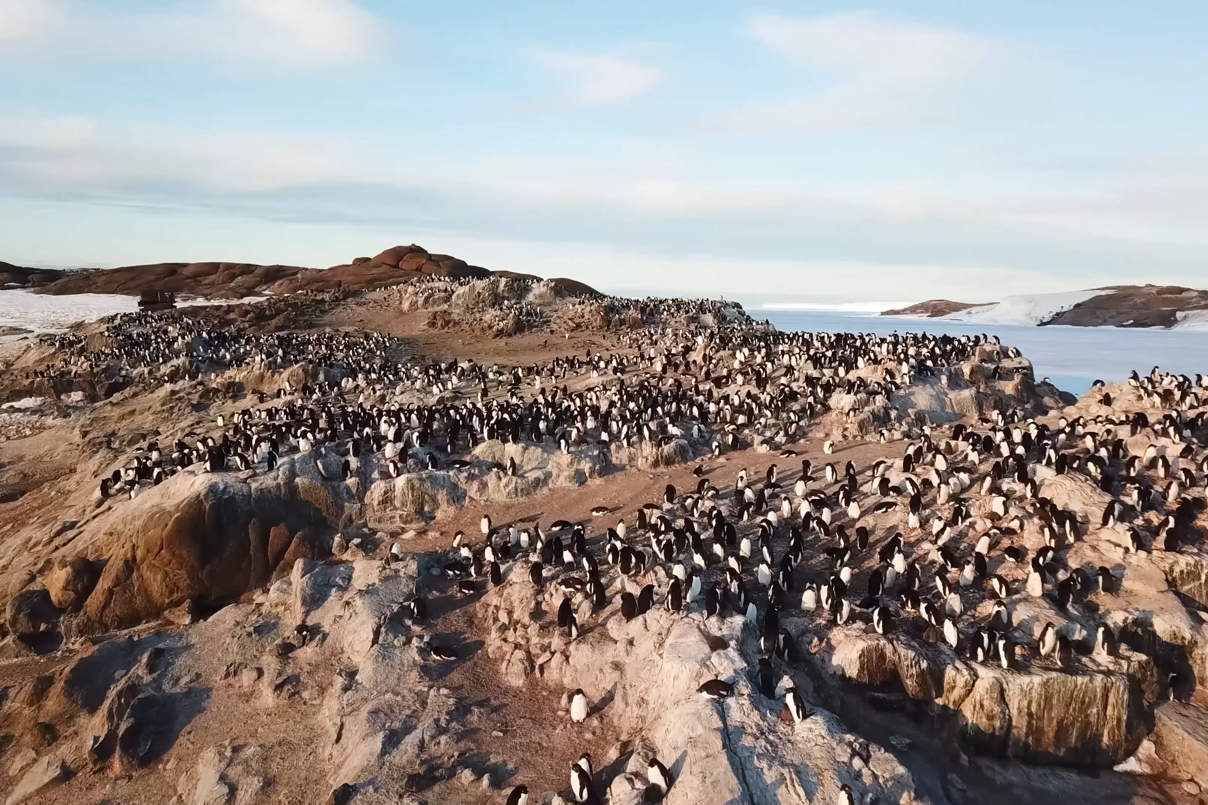 Penguins on Macquarie Island
