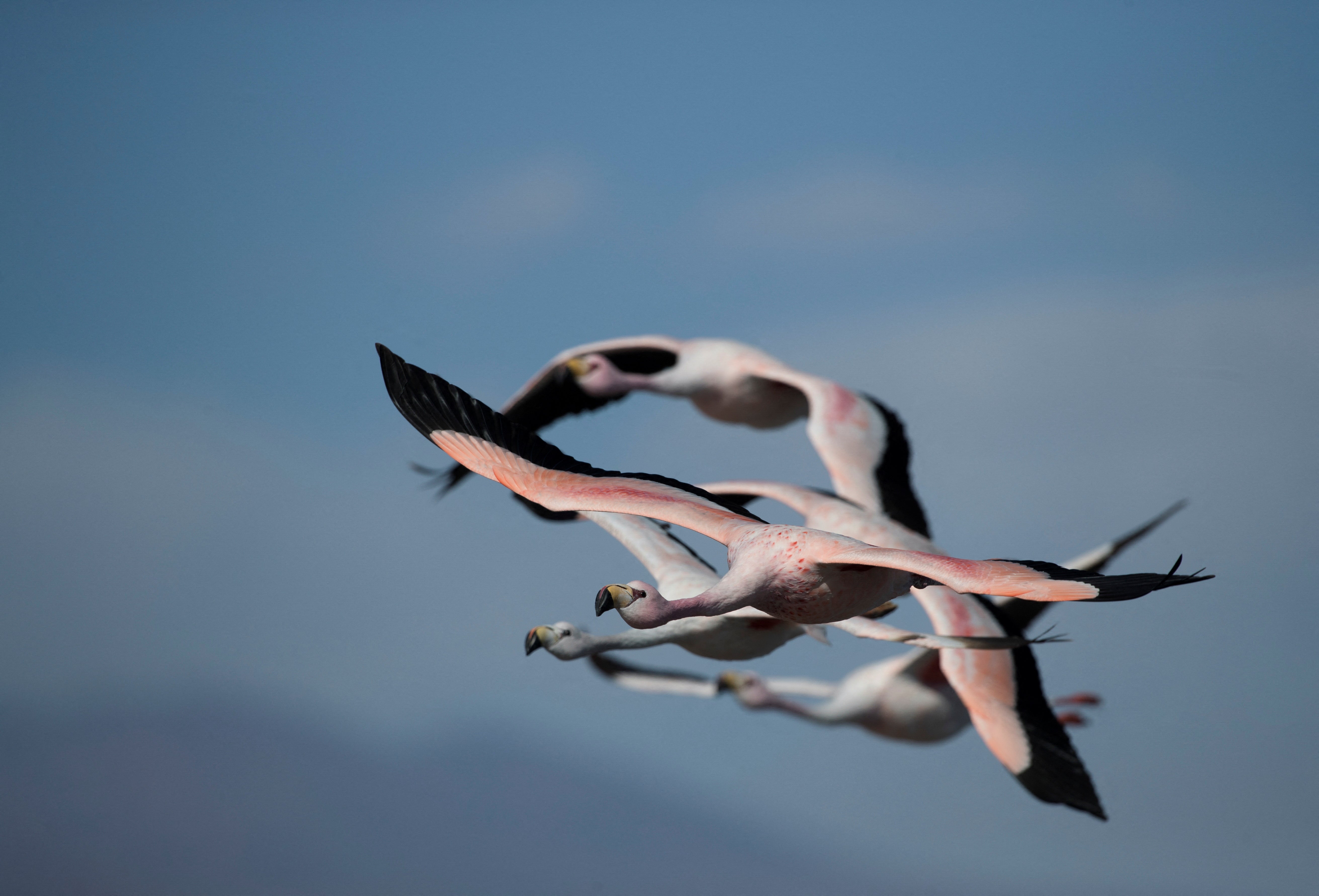 Flamingos fly over the Chaxa lagoon, in the Atacama Salar salt flats, in San Pedro de Atacama, Chile