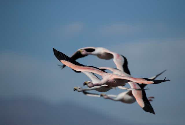 <p>Flamingos fly over the Chaxa lagoon, in the Atacama Salar salt flats, in San Pedro de Atacama, Chile</p>