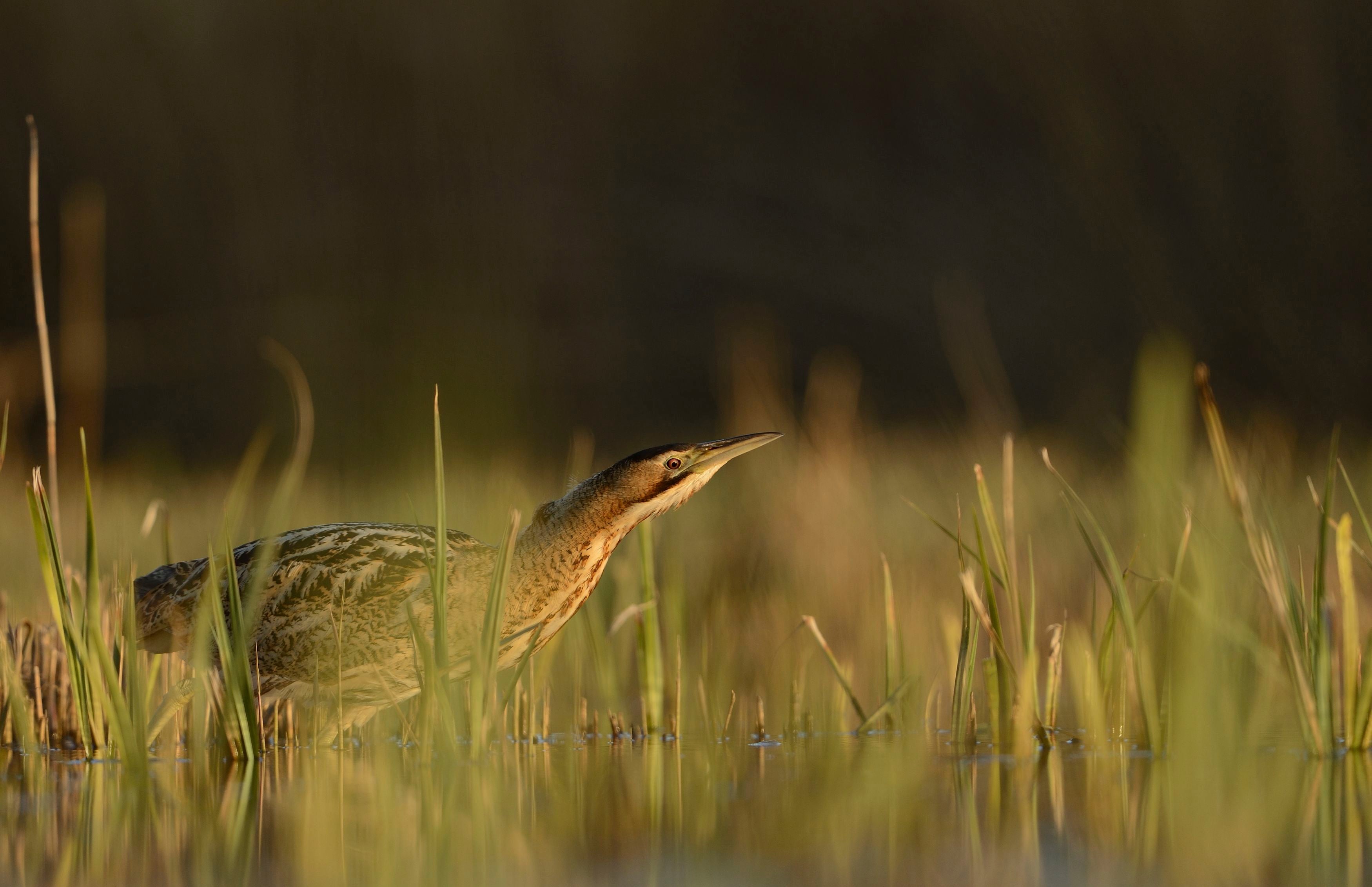 A great bittern at Minsmere in Suffolk (RSPB/PA)