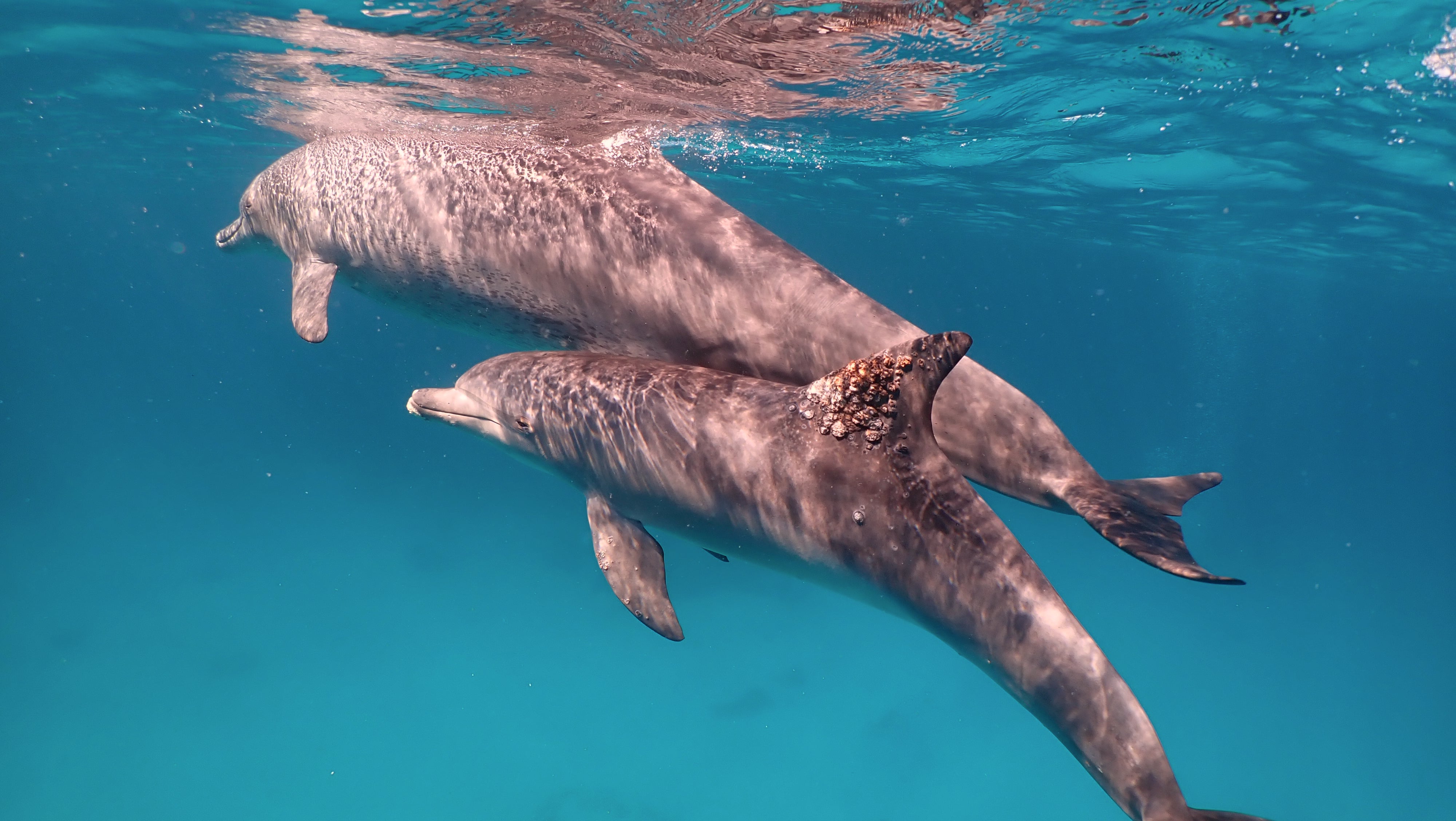A dolphin with a fungal infection (Angela Ziltener/University of Zurich)
