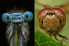 A bug’s life: photographer captures beauty of insects in his back garden