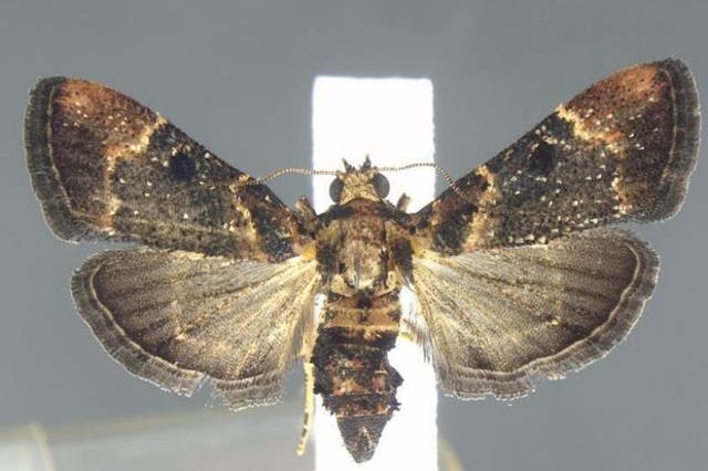 <p>A rare moth was found in a passenger’s luggage at the Detroit airport in September, 2021, before the specimen was seized by agricultural inspectors.</p>