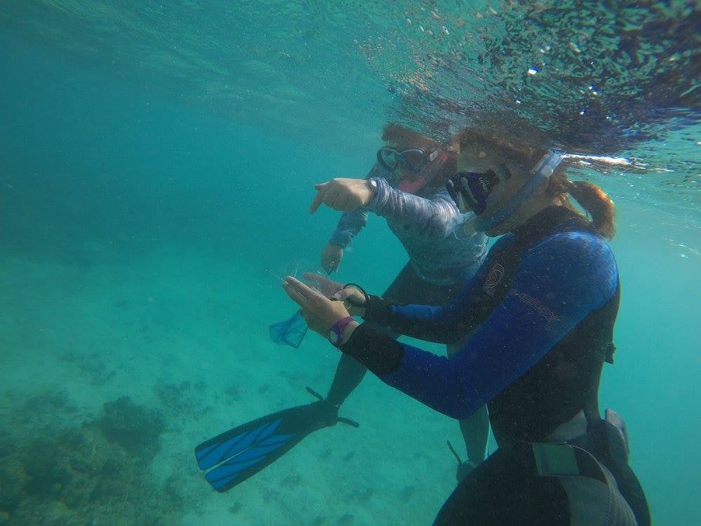 Sophie Nedelec, a marine ecologist, measures the young fish