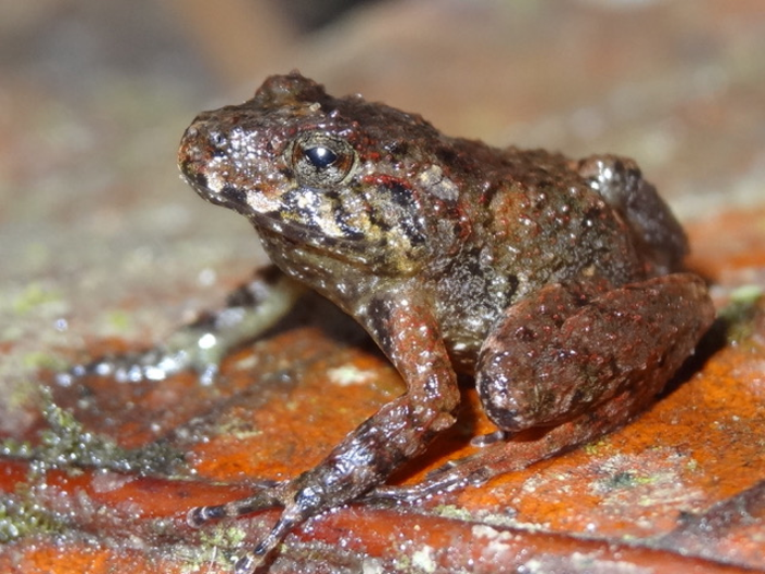 <p>The Miles’ robber frog is endemic to Honduras and thought to be extinct but was rediscovered in 2008</p>
