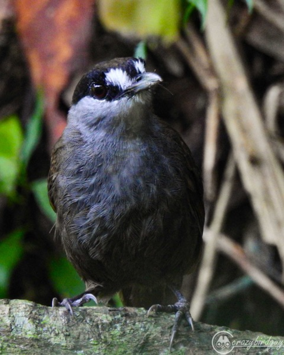 The black-browed babbler, a songbird species endemic to Borneo, went unrecorded for 172 years, before being rediscovered in 2020