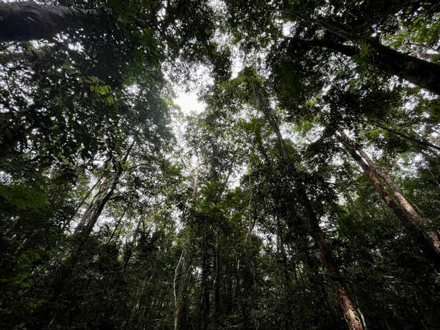 Forest in Gabon (Emily Beament/PA)