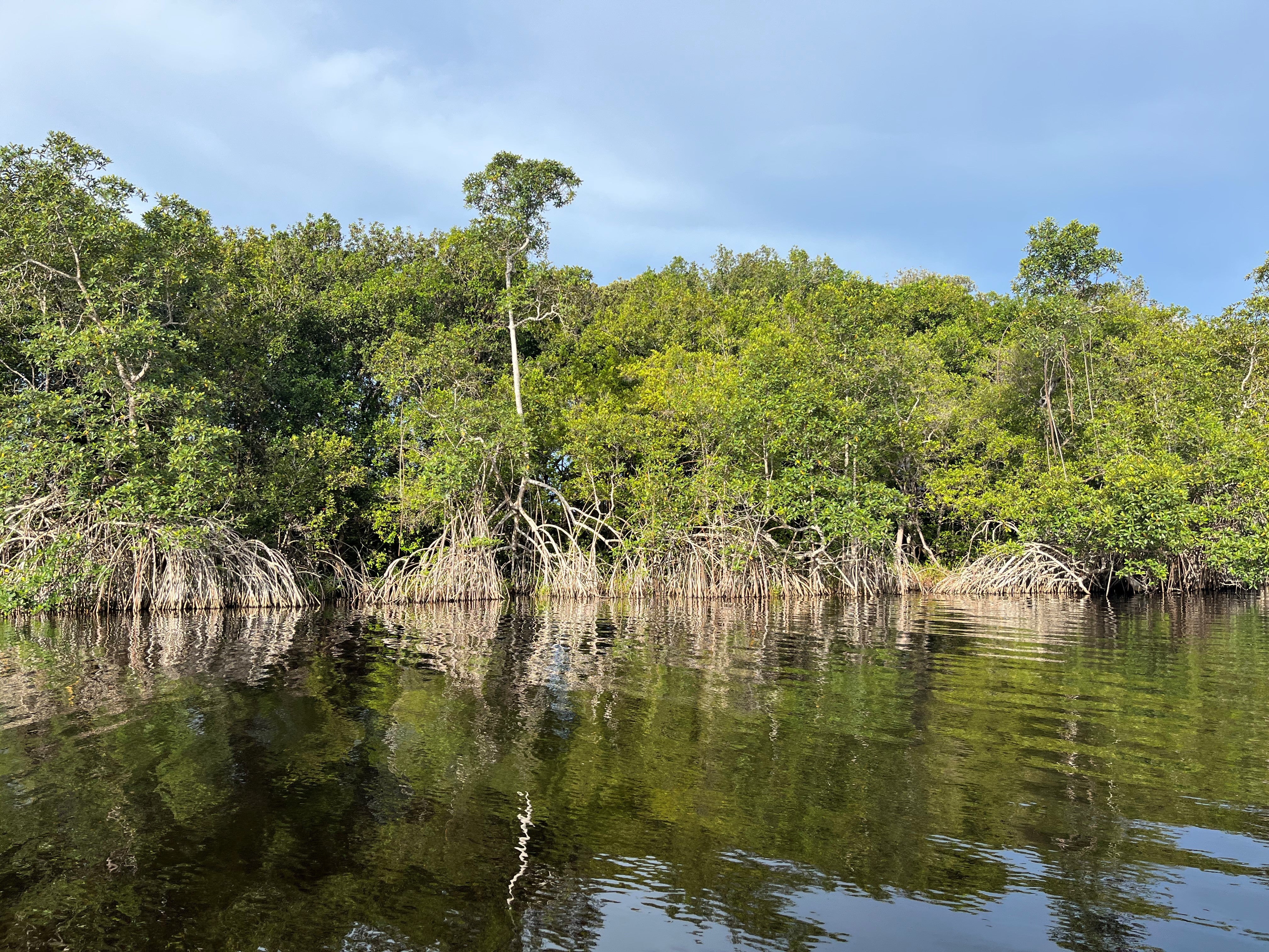 Gabon’s mangroves are also an important carbo store (Emily Beament/PA)