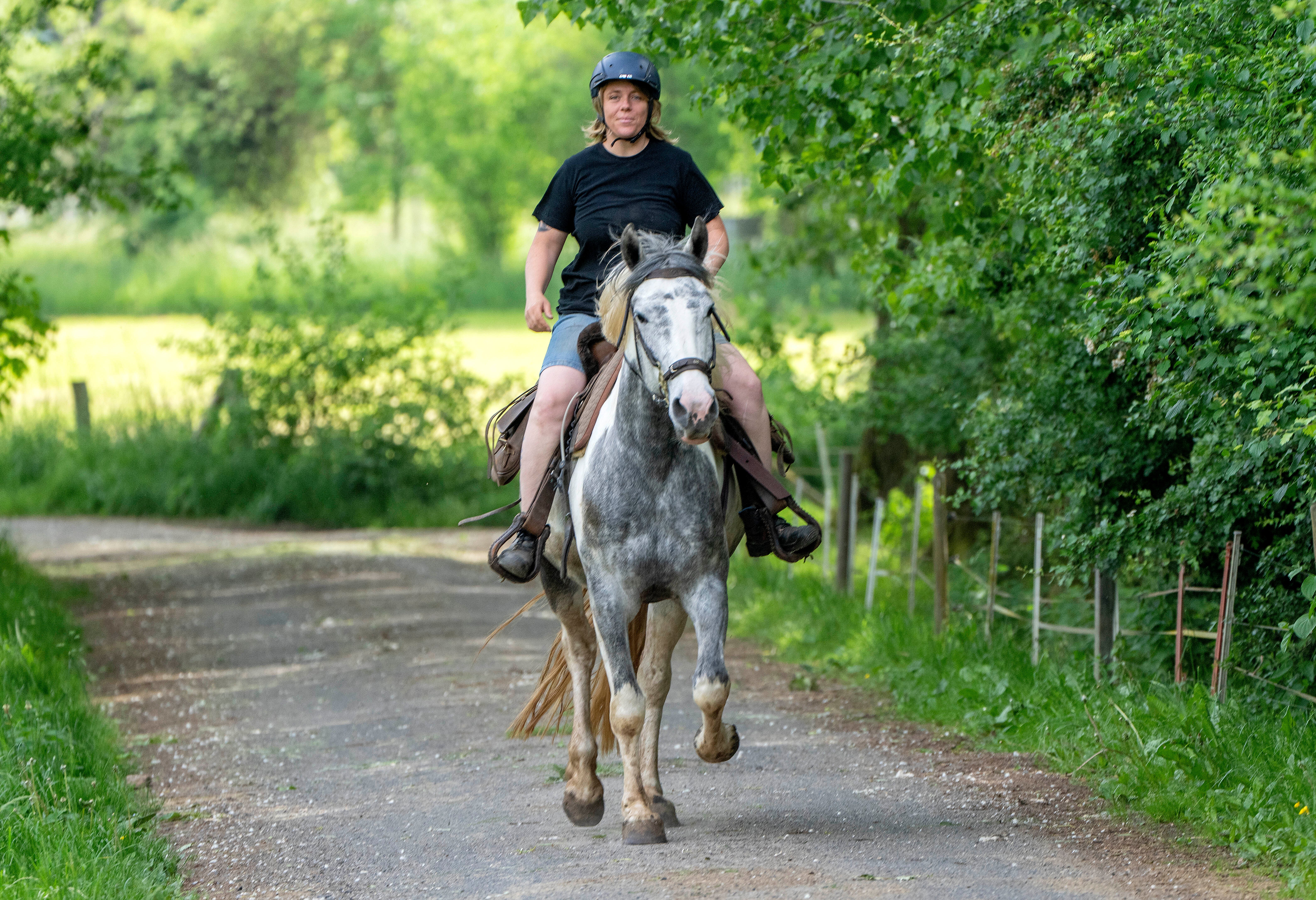 Germany Horse To Work