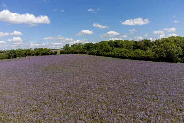 A field of purple Phacelia near the village of Brington in Northamptonshire (Joe Giddens/PA)
