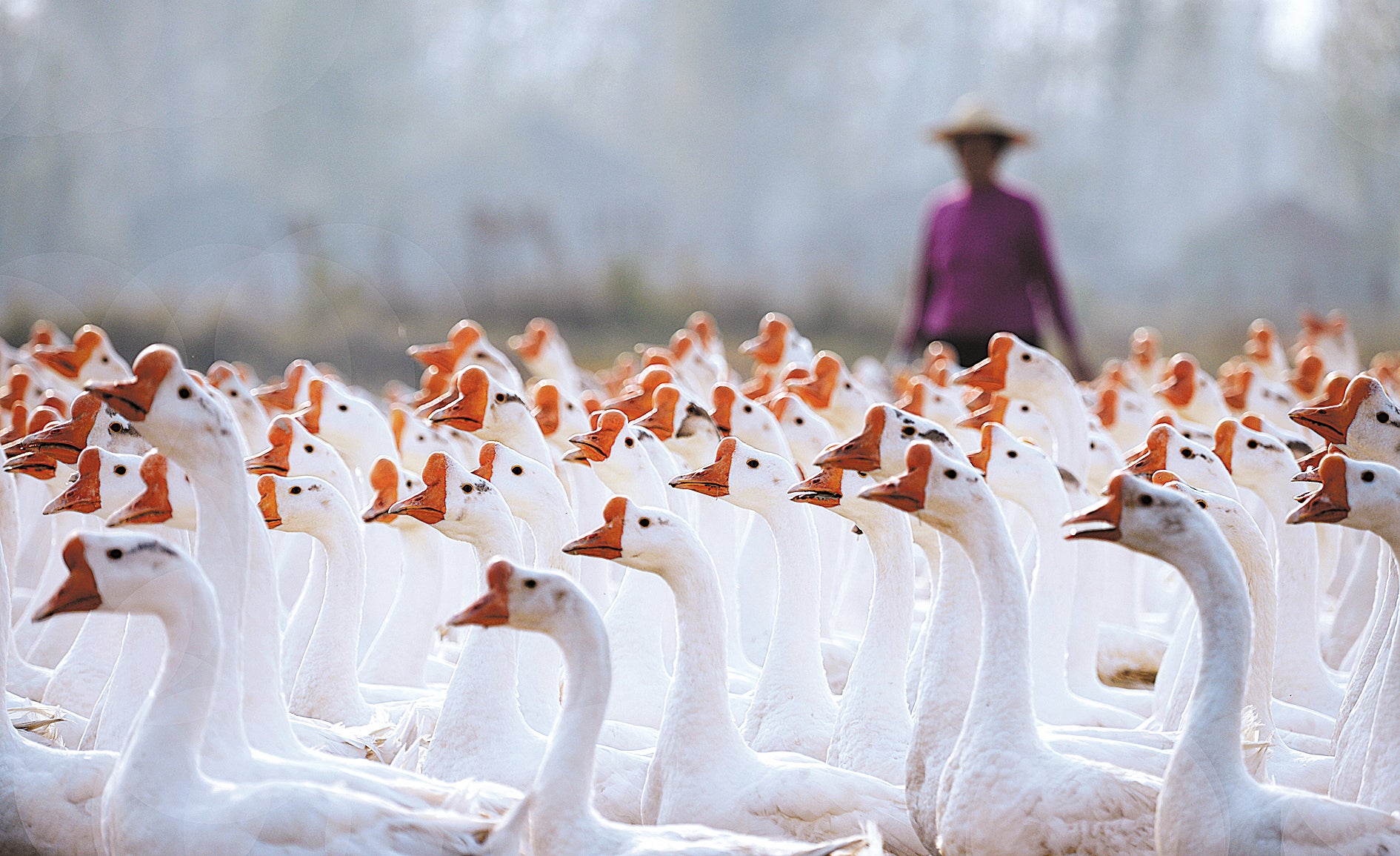 A farmer takes a flock of Wanxi white geese to graze in Lu’an, Anhui province