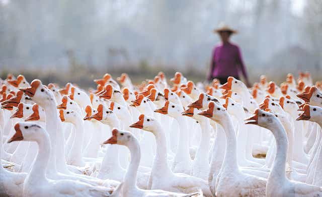 <p>A farmer takes a flock of Wanxi white geese to graze in Lu’an, Anhui province</p>