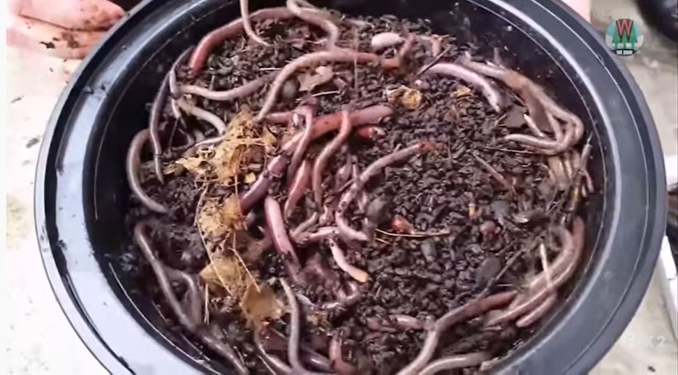The Asian jumping worms are a threat to the American ecosystems