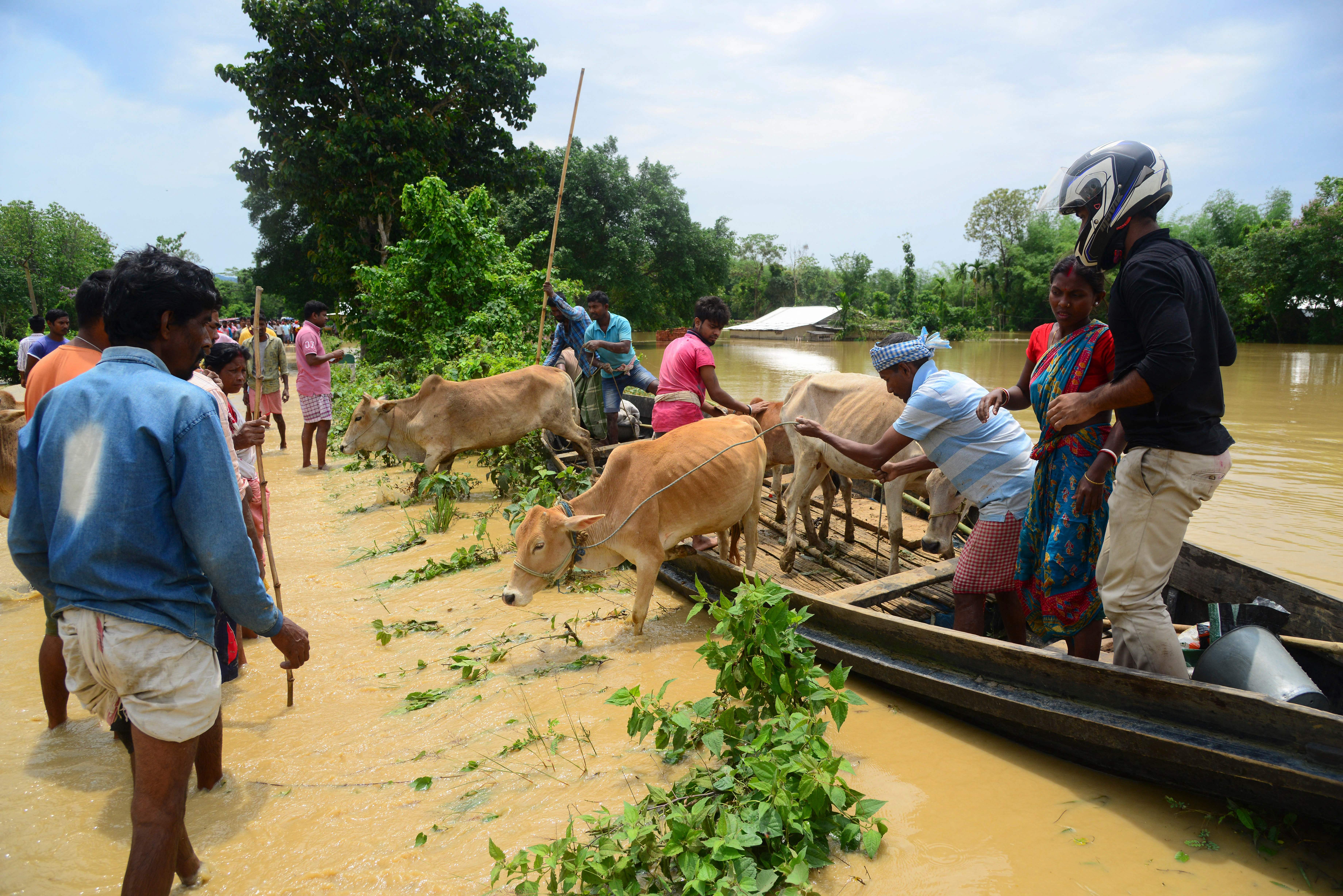 File image: Villagers lead their cattle to a partially flooded road after travelling on a boat through flood waters following heavy rains in Nagaon district, Assam state, on 19 May 2022
