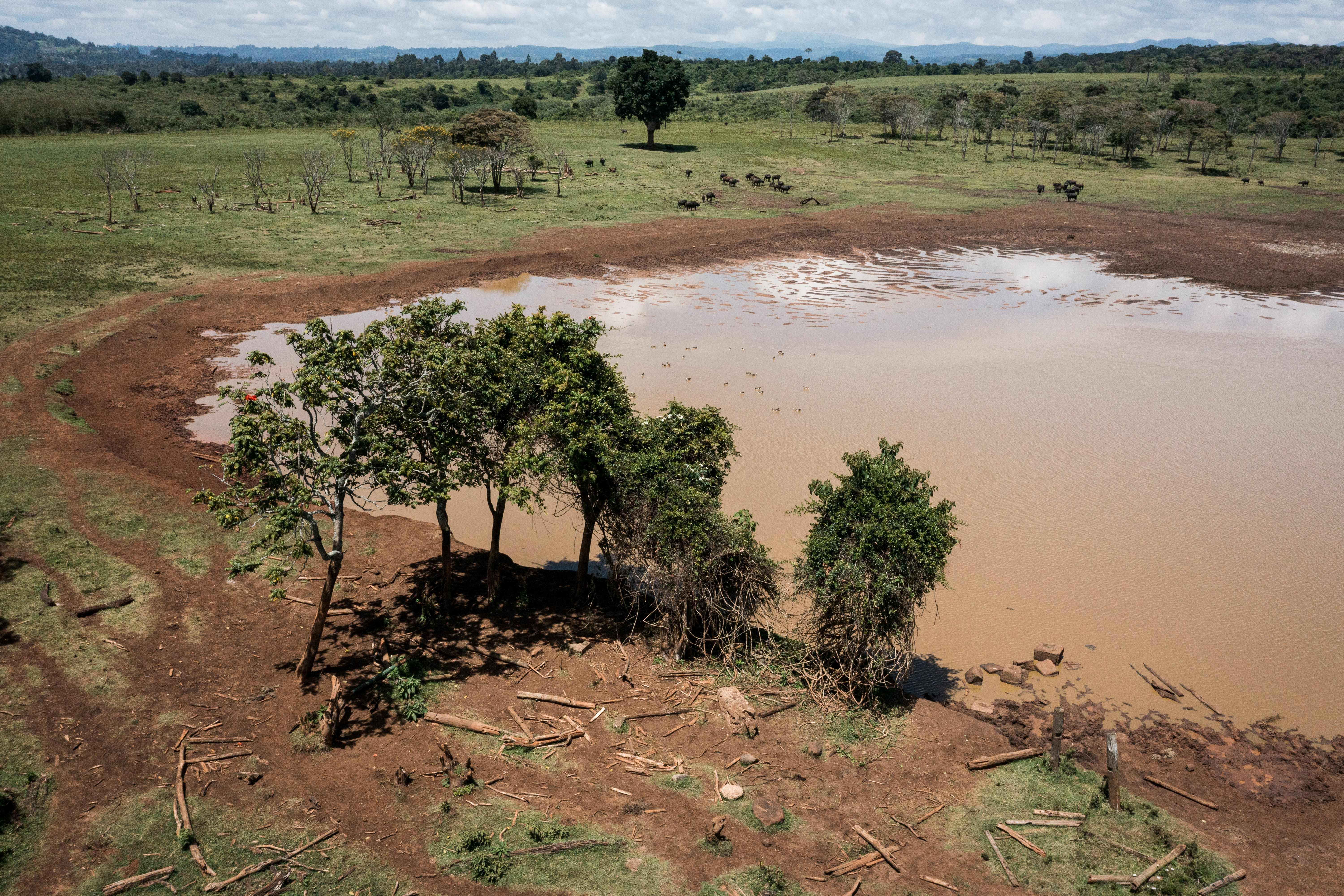 The location of the treehouse where Queen Elizabeth II stayed in 1952 in Nyeri, Kenya