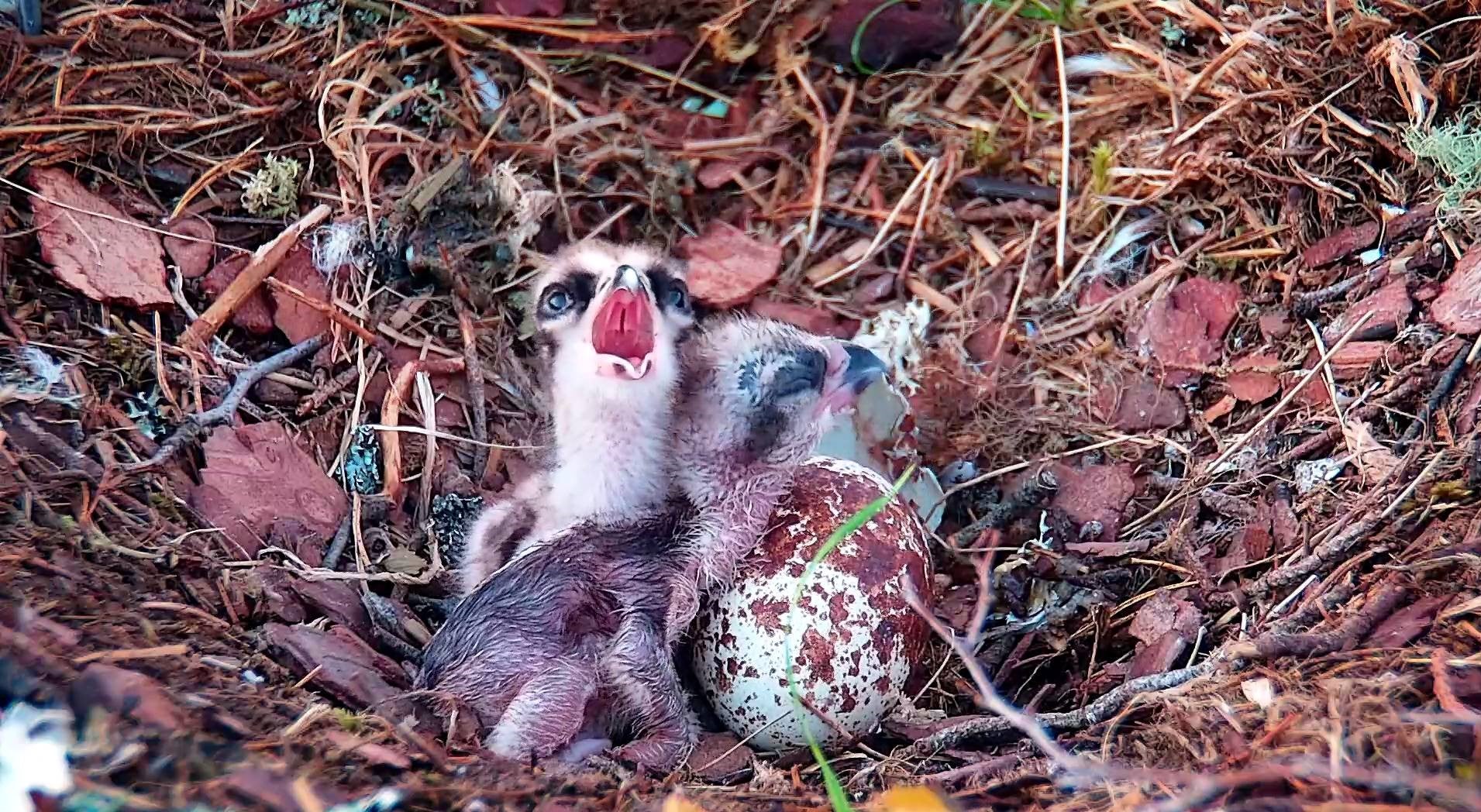 Second Osprey Chick Hatches At Scottish Wildlife Reserve The Independent