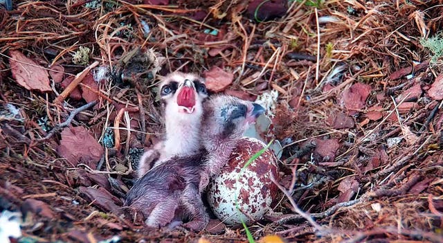 Two osprey chicks at Loch of the Lowes Wildlife Reserve (Scottish Wildlife Trust)