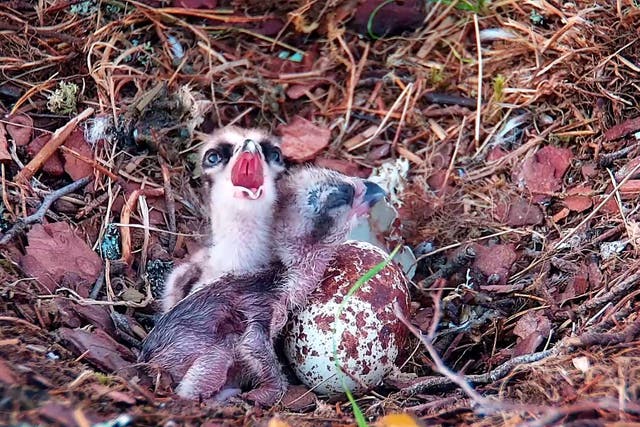 Two osprey chicks at Loch of the Lowes Wildlife Reserve (Scottish Wildlife Trust)