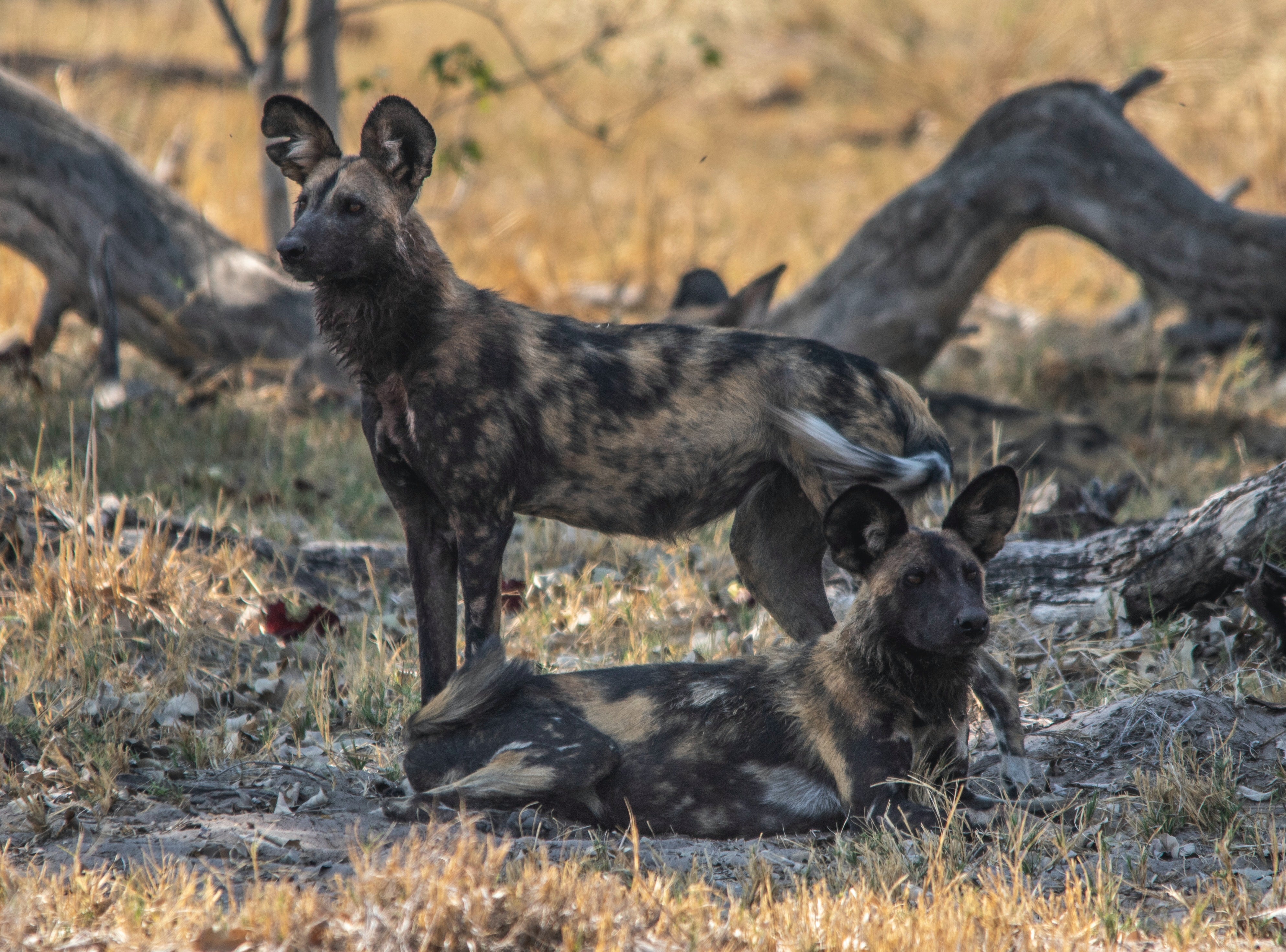 Poachers Kill Endangered Painted Dogs In Zimbabwe'S Hwange National Park |  The Independent