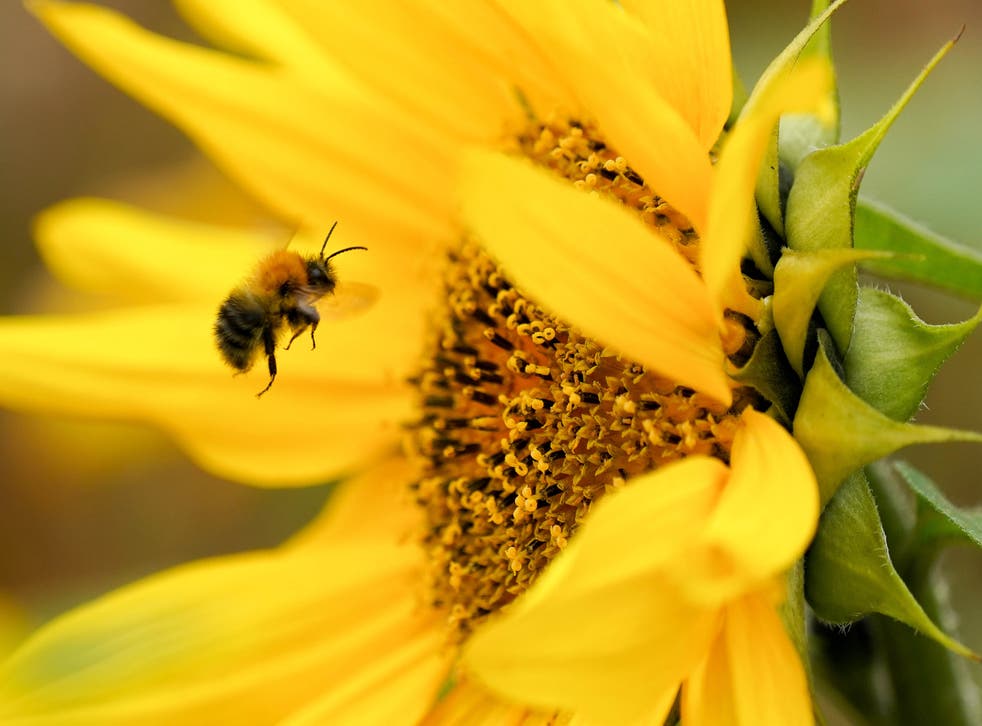 Multiple habitats need protecting to save UK bumblebees – study (Jacob King/PA)