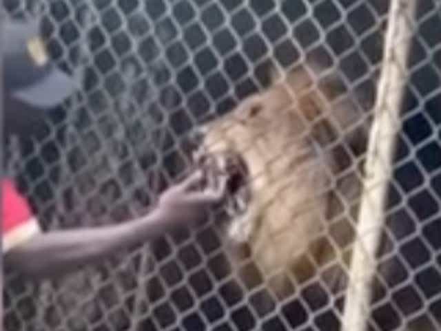 Una captura de pantalla de un video muestra a un tigre mordiendo el dedo de un hombre.