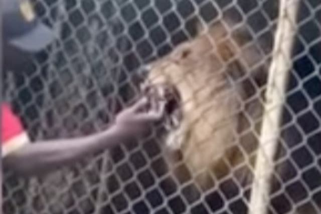 <p>A screenshot from a video shows a lion biting off a man’s finger</p>