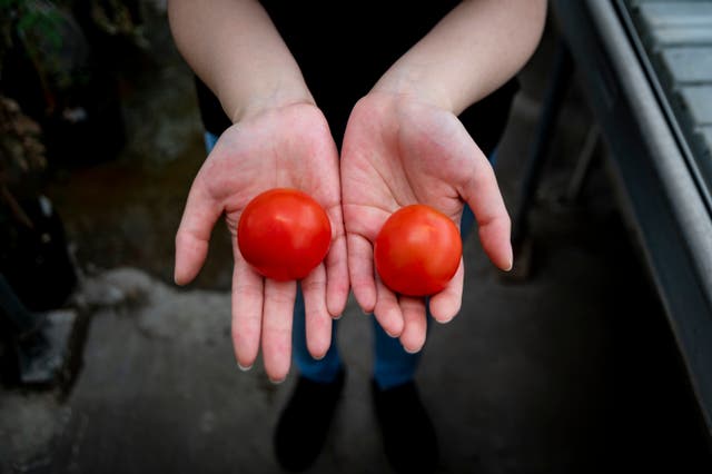 Gene-edited tomatoes could be a new source of vitamin D, study suggests (John Innes Centre/PA)