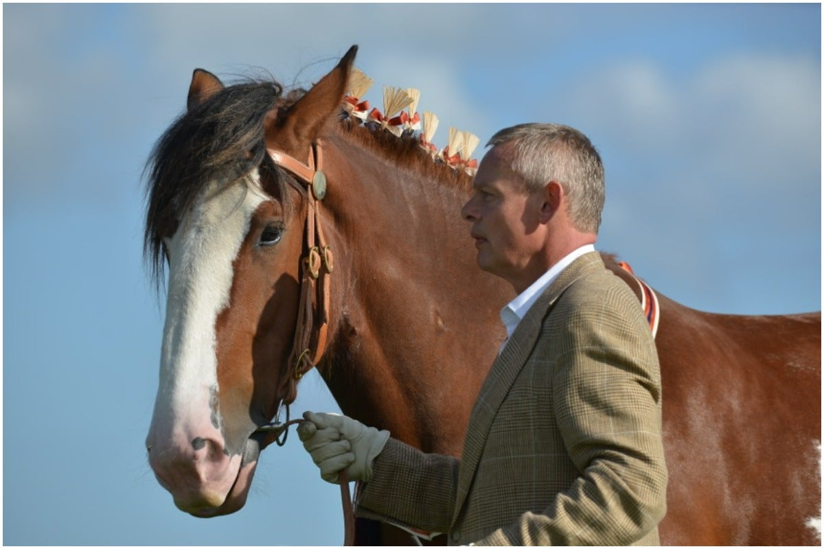 Mr Clunes has two Clydesdales of his own – Ronnie and Bruce