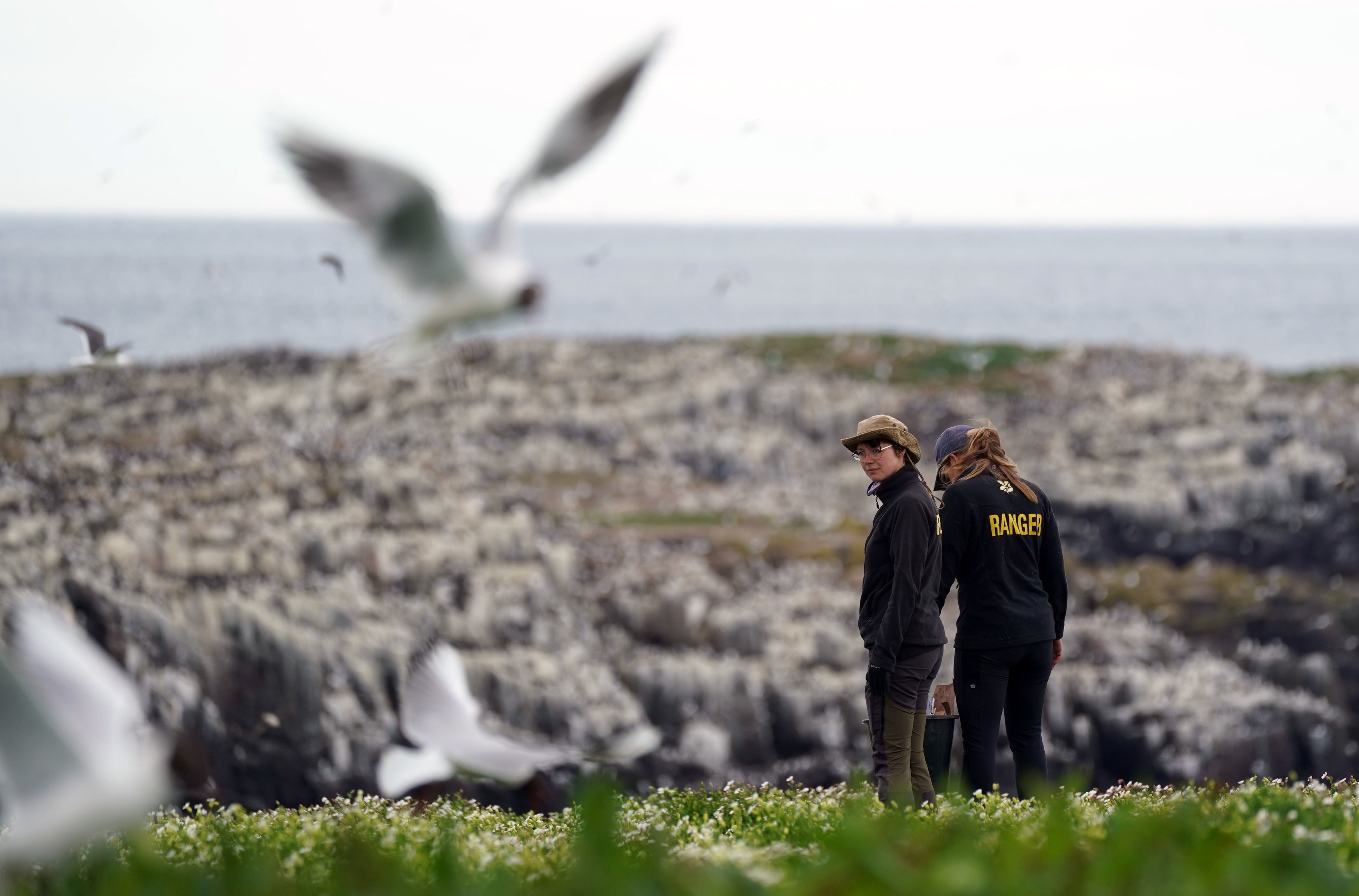 Rangers conduct the now-annual puffin census. Annual surveys were suspended during the pandemic, so this year’s figures will be vital for understanding how the seabirds are doing (Owen Humphreys/PA)