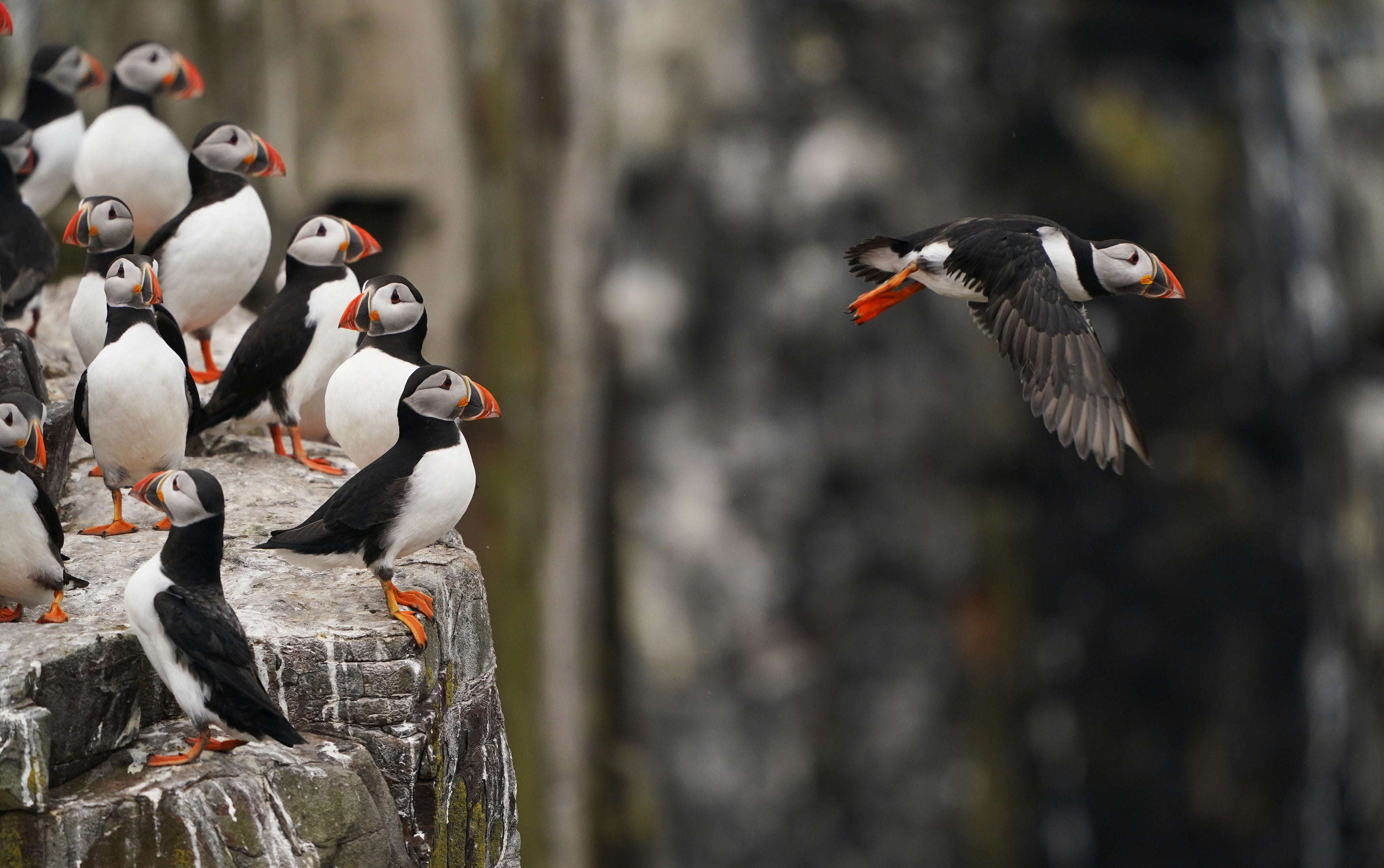 The Farne Islands are home to one of England’s largest puffin populations (Owen Humphreys/PA)