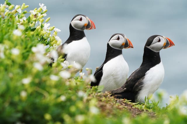 Puffins nest on the Farne Islands in Northumberland as the National Trust staff undertake the now annual puffin census